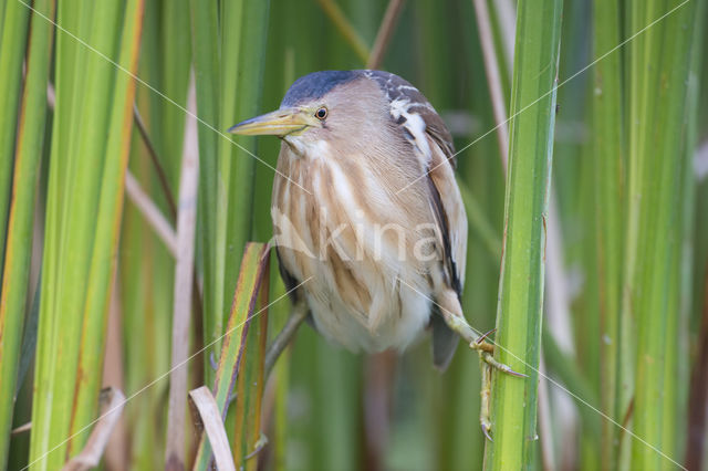 Woudaap (Ixobrychus minutus)