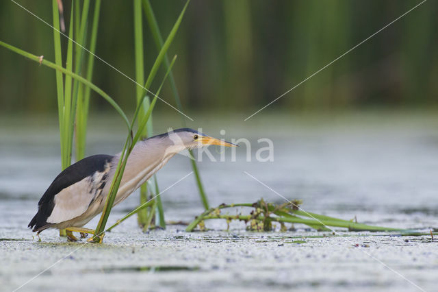 Little Bittern (Ixobrychus minutus)