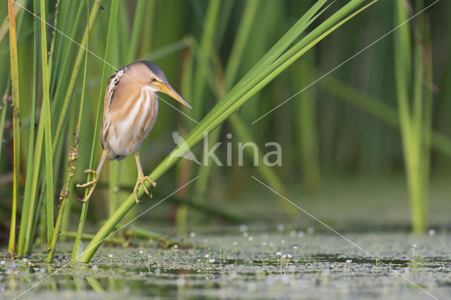 Little Bittern (Ixobrychus minutus)