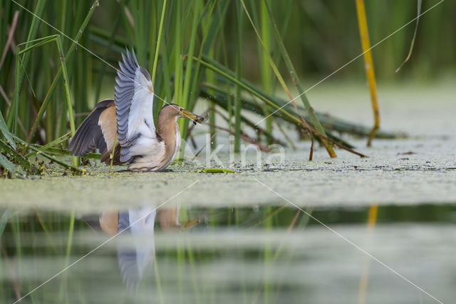 Little Bittern (Ixobrychus minutus)