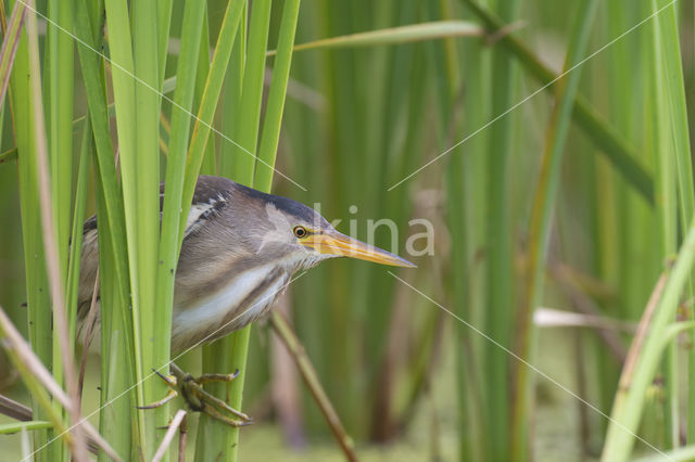 Little Bittern (Ixobrychus minutus)