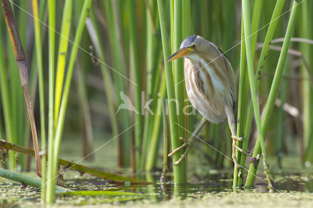 Little Bittern (Ixobrychus minutus)