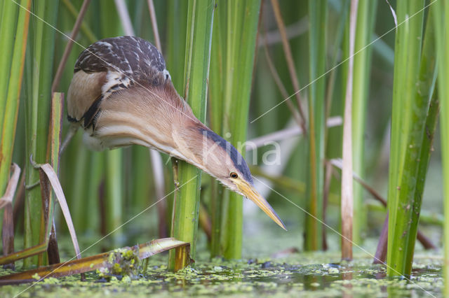 Woudaap (Ixobrychus minutus)