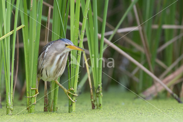 Woudaap (Ixobrychus minutus)