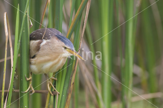 Little Bittern (Ixobrychus minutus)