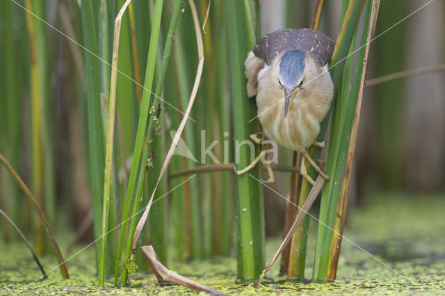 Little Bittern (Ixobrychus minutus)