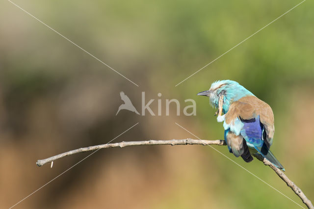 Scharrelaar (Coracias garrulus)