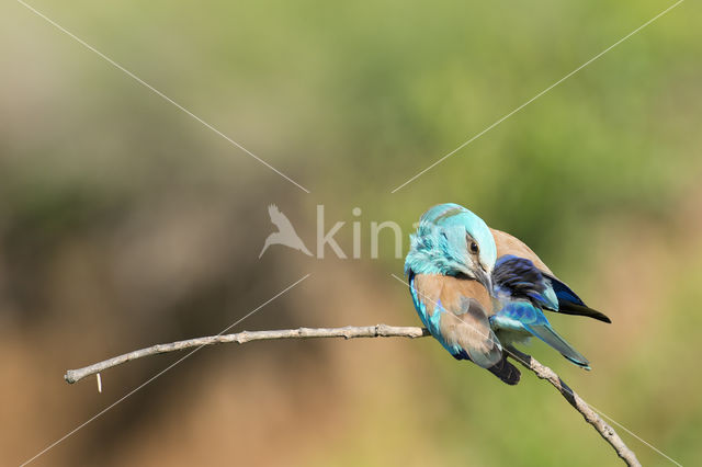 Scharrelaar (Coracias garrulus)