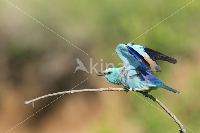 Scharrelaar (Coracias garrulus)