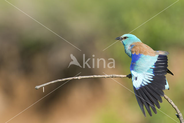 Scharrelaar (Coracias garrulus)