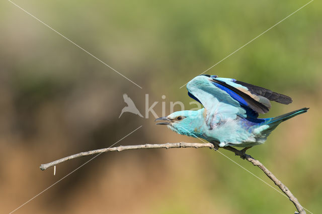 Scharrelaar (Coracias garrulus)