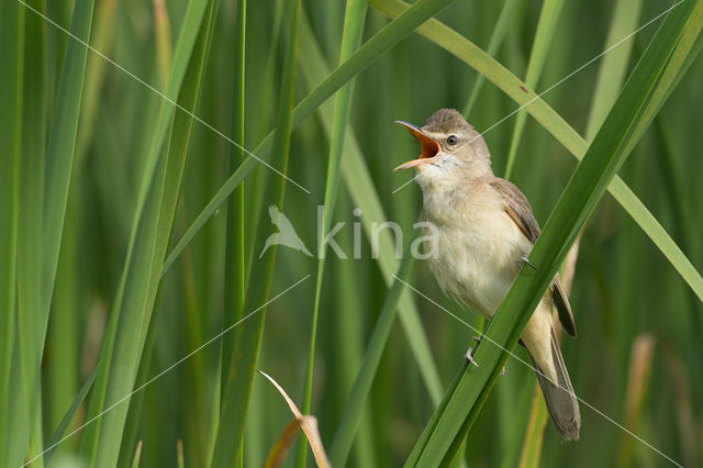 Grote Karekiet (Acrocephalus arundinaceus)