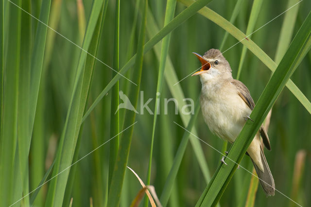 Grote Karekiet (Acrocephalus arundinaceus)