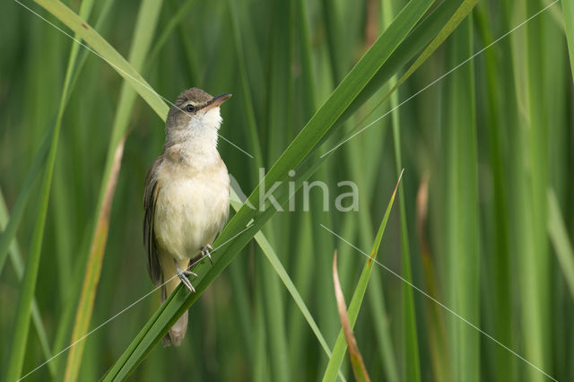 Grote Karekiet (Acrocephalus arundinaceus)