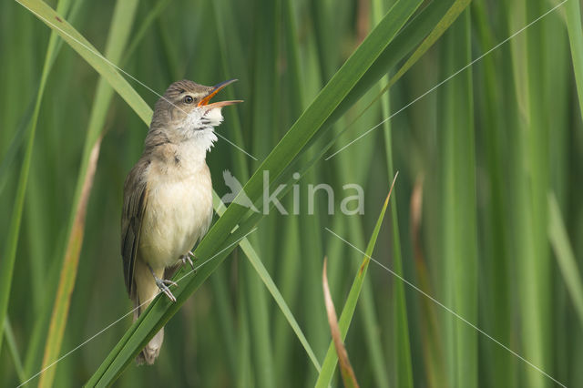 Grote Karekiet (Acrocephalus arundinaceus)