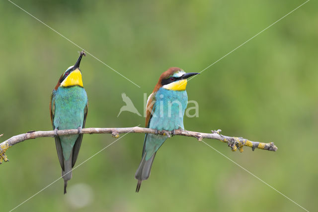 European Bee-eater (Merops apiaster)