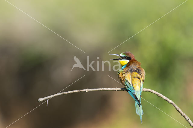 European Bee-eater (Merops apiaster)