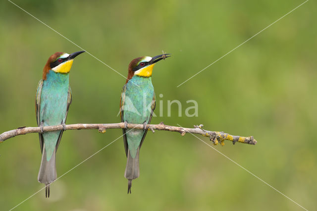 Europese Bijeneter (Merops apiaster)