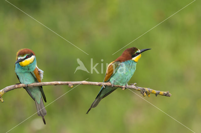 Europese Bijeneter (Merops apiaster)