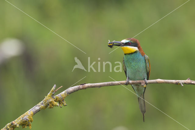 Europese Bijeneter (Merops apiaster)