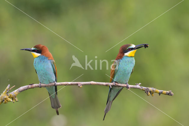 Europese Bijeneter (Merops apiaster)