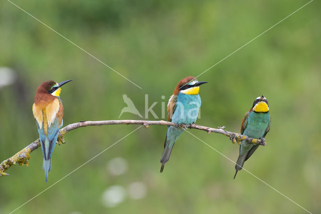 European Bee-eater (Merops apiaster)