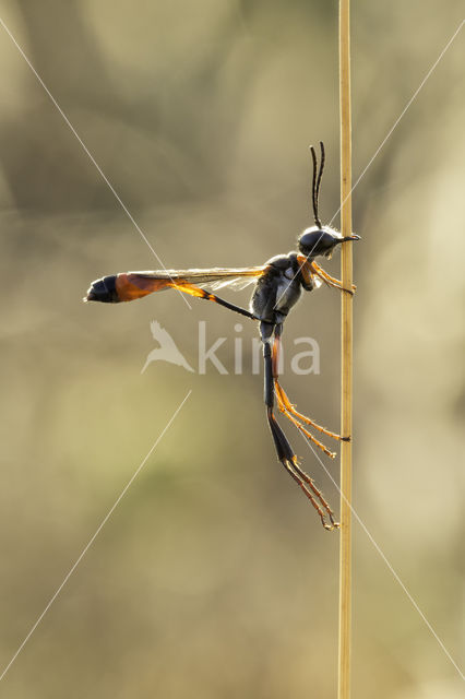 langsteelgraafwesp (ammophila heydeni)