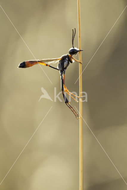 langsteelgraafwesp (ammophila heydeni)