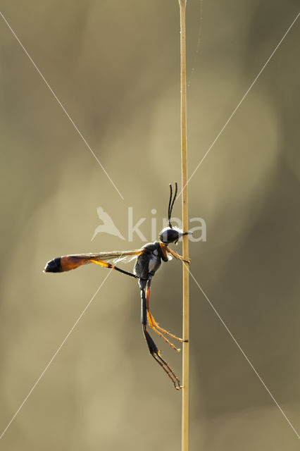 hunting wasp (ammophila heydeni)