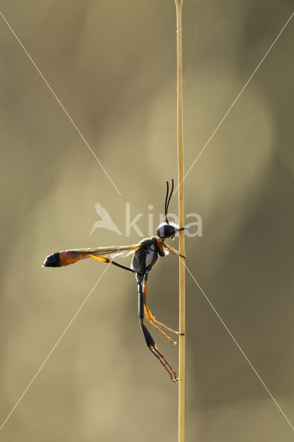 langsteelgraafwesp (ammophila heydeni)