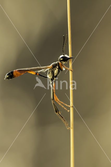 langsteelgraafwesp (ammophila heydeni)