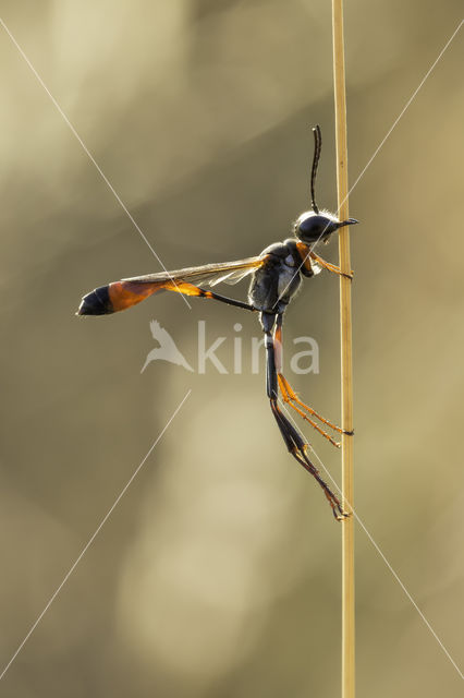 langsteelgraafwesp (ammophila heydeni)