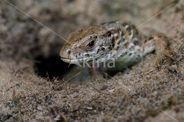 Zandhagedis (Lacerta agilis)