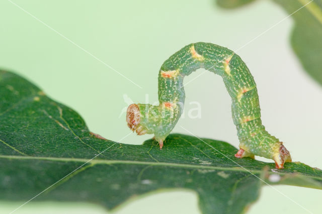 Maiden's Blush (Cyclophora punctaria)