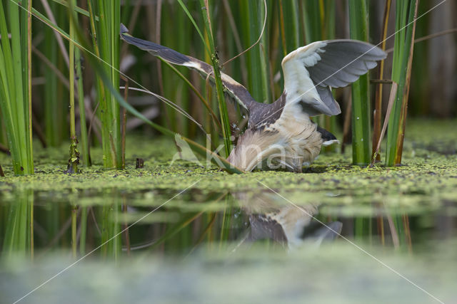 Woudaap (Ixobrychus minutus)