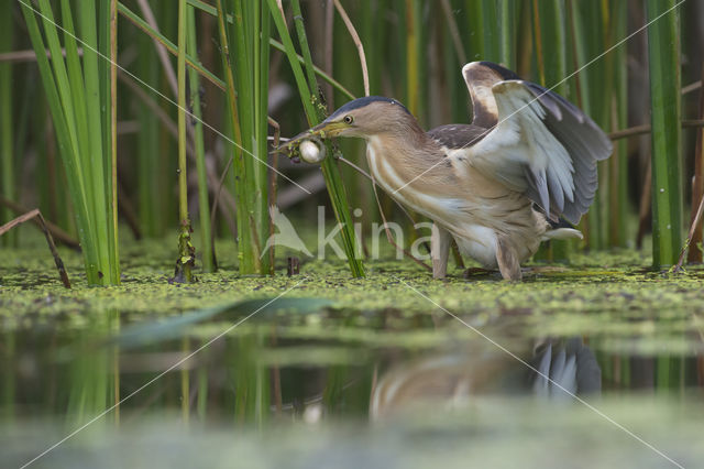 Little Bittern (Ixobrychus minutus)