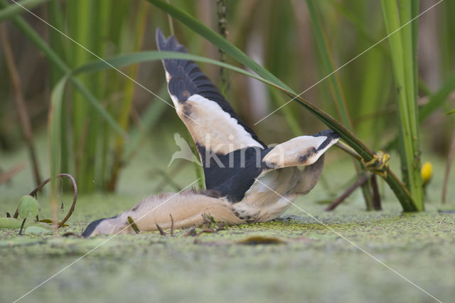 Little Bittern (Ixobrychus minutus)