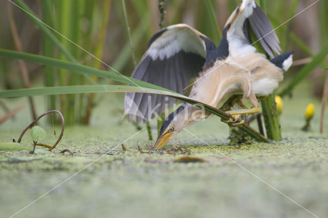 Little Bittern (Ixobrychus minutus)