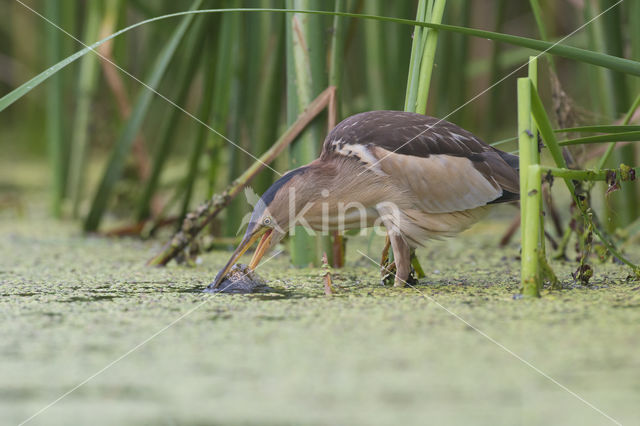 Little Bittern (Ixobrychus minutus)