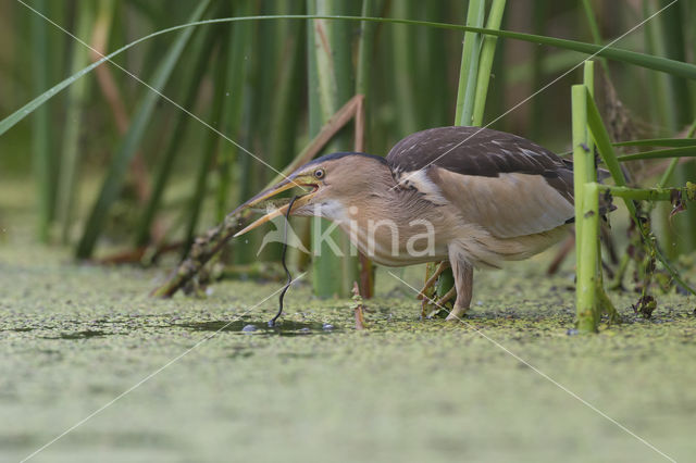 Little Bittern (Ixobrychus minutus)