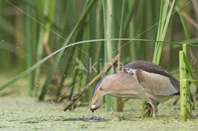 Little Bittern (Ixobrychus minutus)