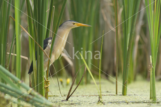 Little Bittern (Ixobrychus minutus)