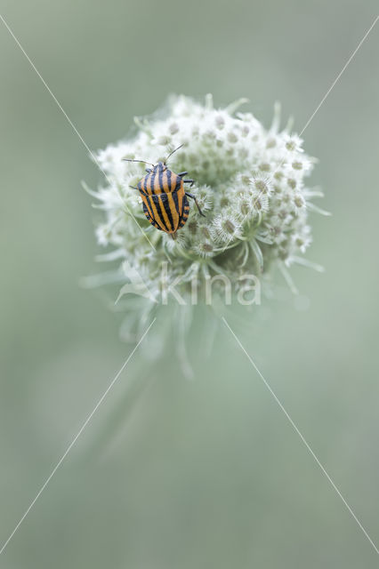 black and red striped bug (Graphosoma lineatum