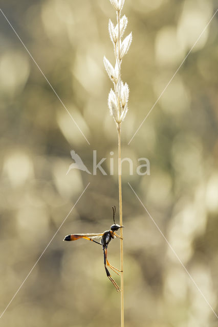 hunting wasp (ammophila heydeni)