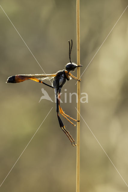 hunting wasp (ammophila heydeni)