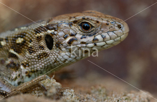 Zandhagedis (Lacerta agilis)