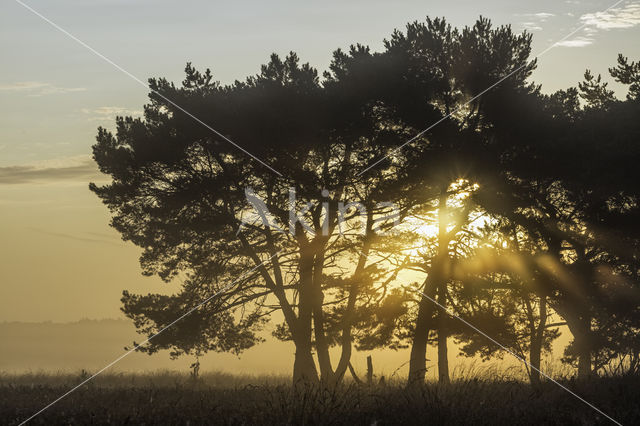 Grove den (Pinus sylvestris)