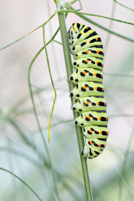 Swallowtail (Papilio machaon)