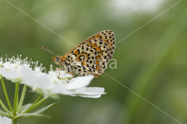 Spotted Fritillary (Melitaea didyma)