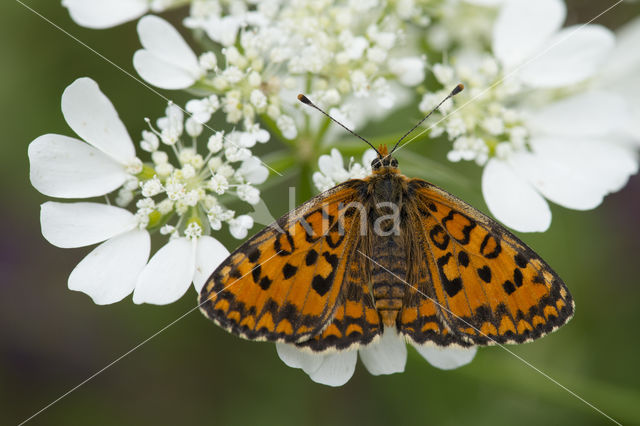 Tweekleurige parelmoervlinder (Melitaea didyma)